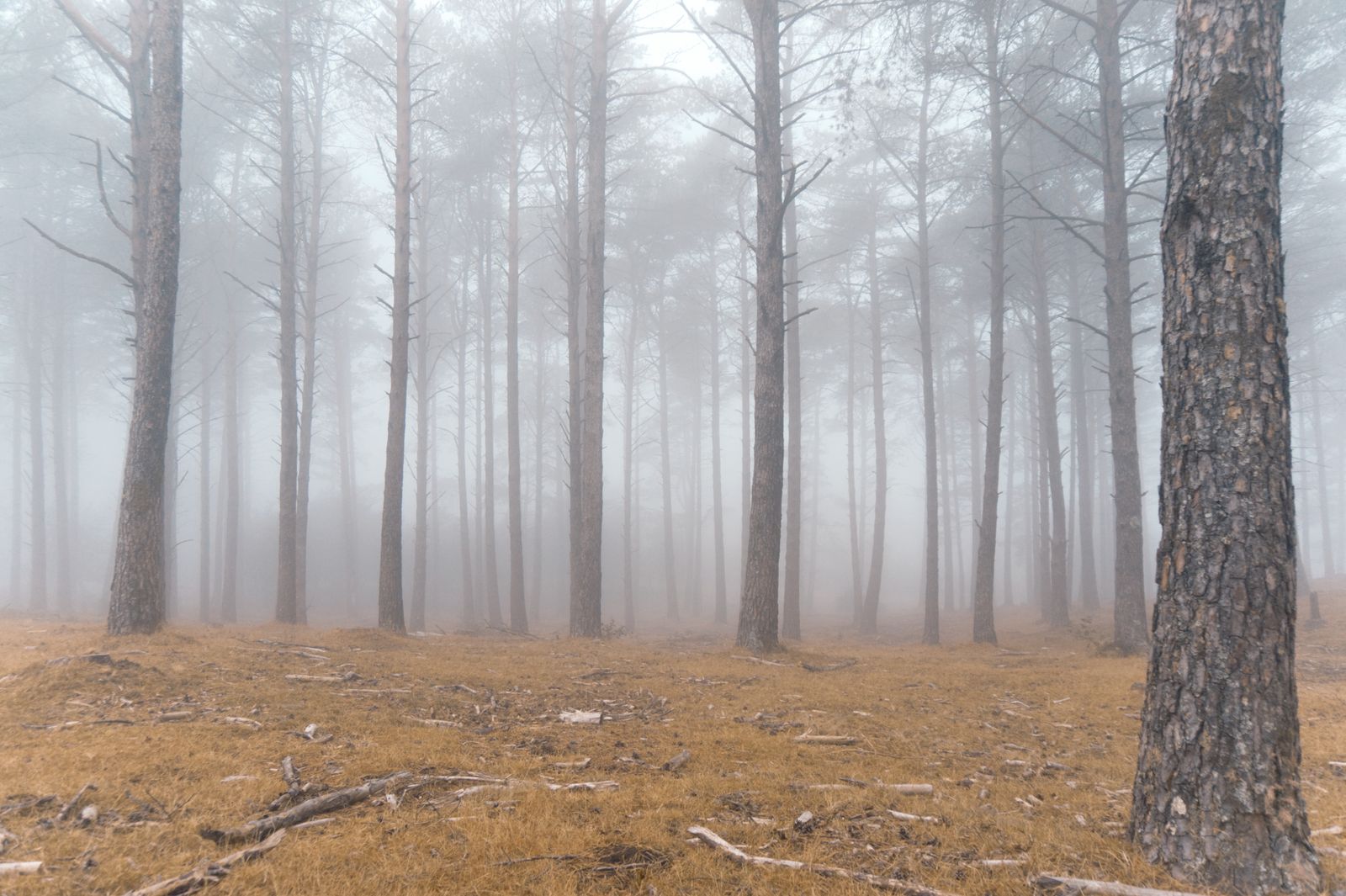 Misty pine forest